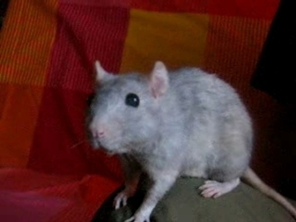 pattex beta squatte vincent ^^