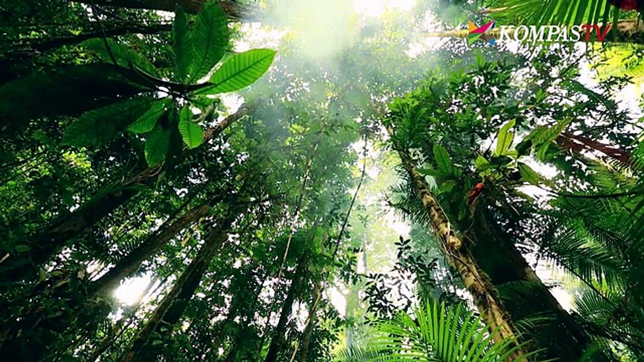 Glenn Masuk Hutan