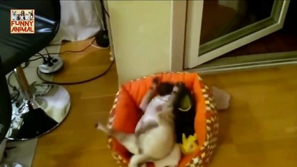 Funny Dogs After Bath New - Perros divertidos después del baño