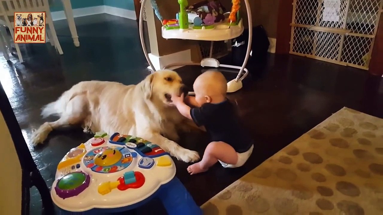 Golden Retriever and Babies new - Golden Retriever and Babies nuevo