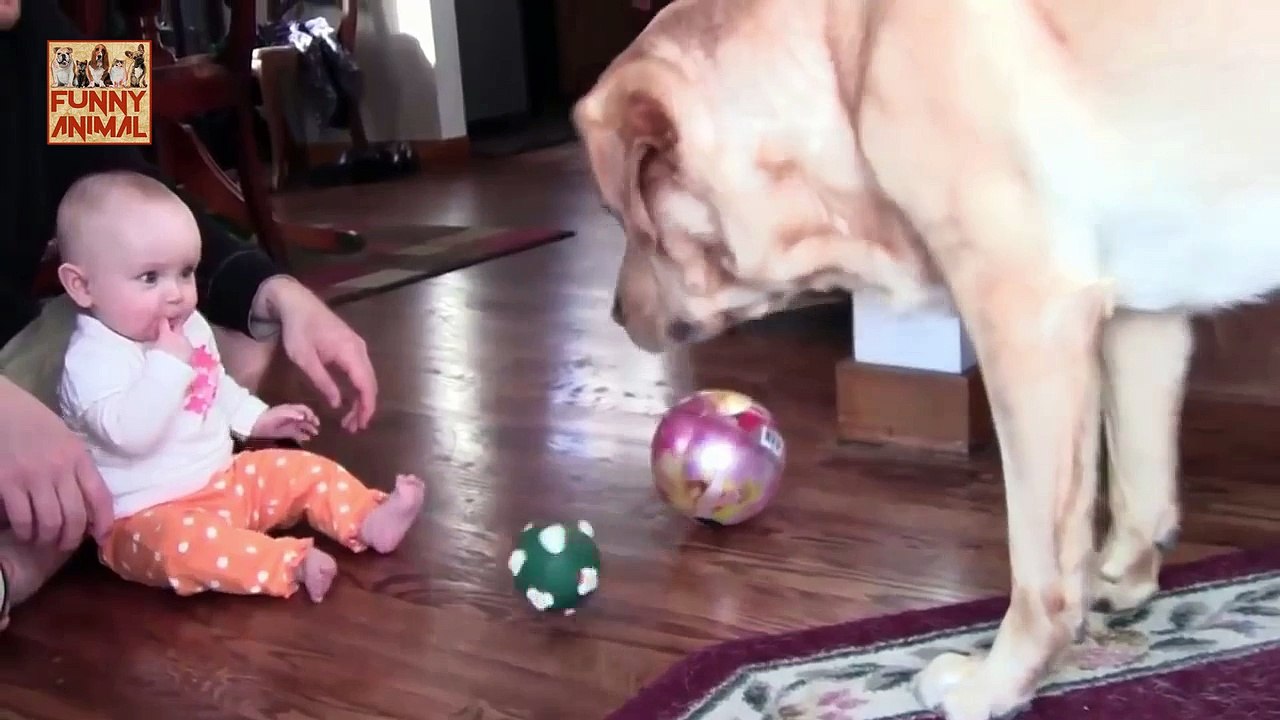 Labrador Dog and Baby - Labrador perro y bebé