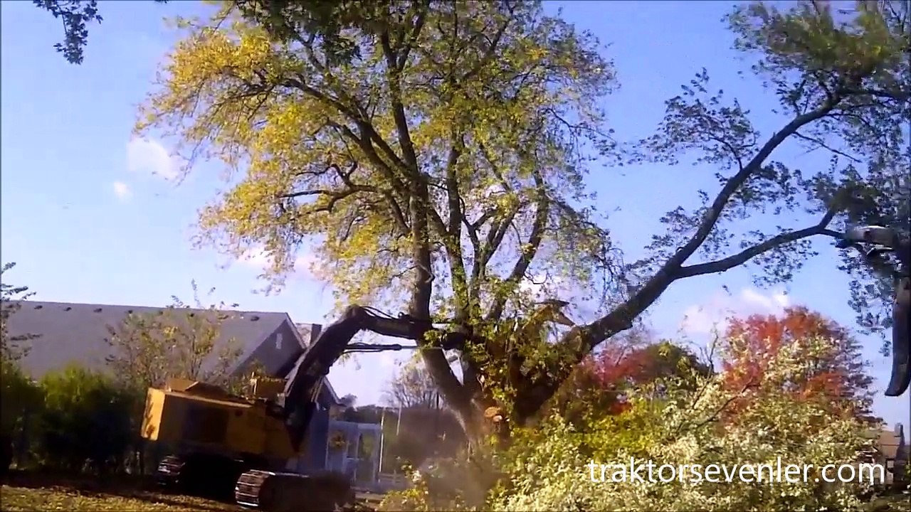 Böyle ağaç budama görmediniz