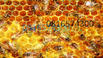 0816574300 Jual Madu Anak Paniai