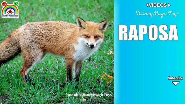 Como aprender ingles sozinho | Aprender o nome dos animais em inglês e seus filhotes