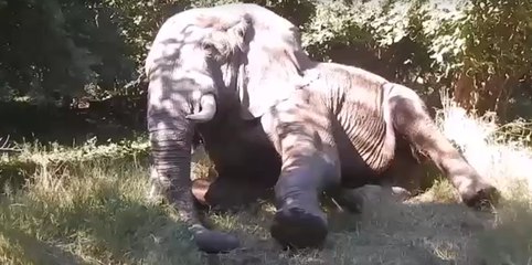 Zimbabwe Conservationists Treat Lame Bull Elephant