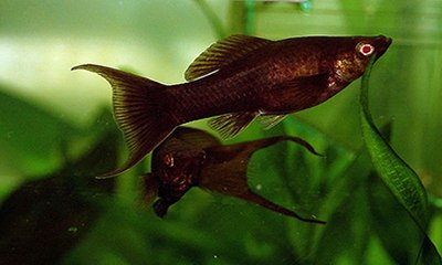 Black molly aquarium fish species profile. Watch video !!!