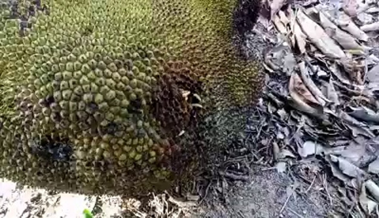 In the jackfruit has a lime