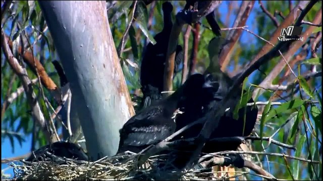 Дикая Австралия- Страна Попугаев