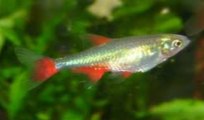 Bloodfin tetra aquarium fish species profile. Watch video !!!