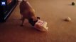 cute moment dog gets head stuck in chinese take out box toy