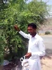 Man is plucking Mobiles form trees