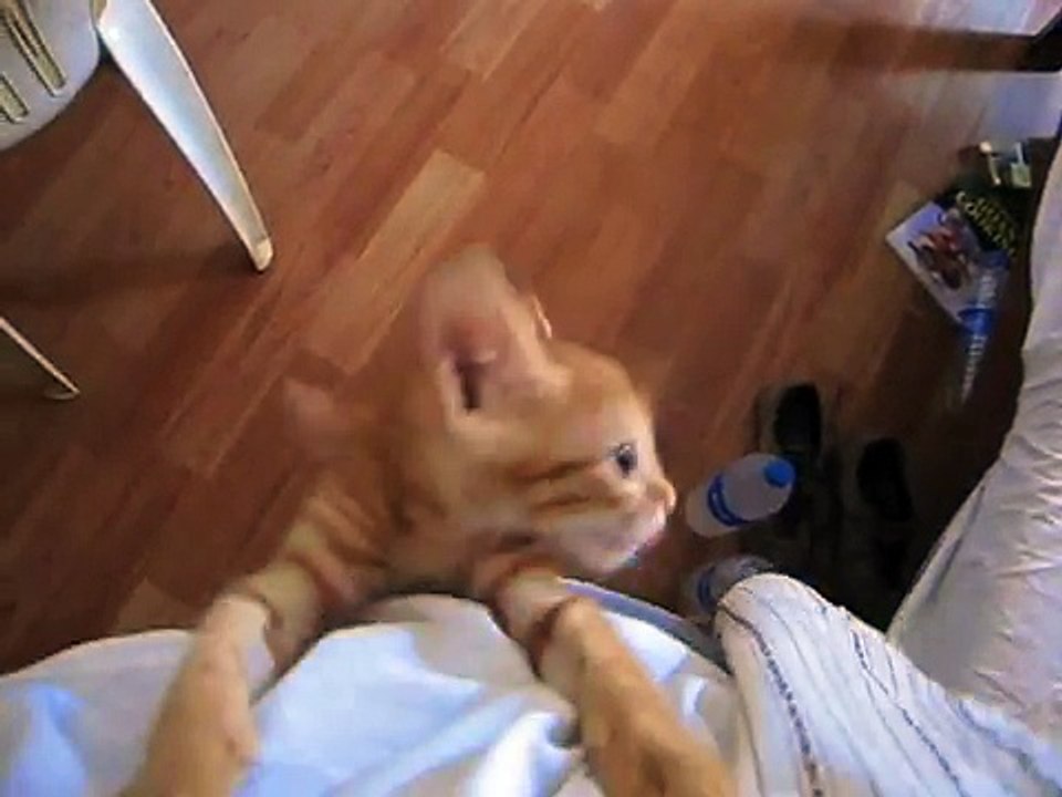 Cette petite chatte affamée aperçoit de la nourriture pour la première fois depuis plusieurs jours