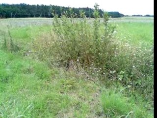 pw 80 bridé d'origine