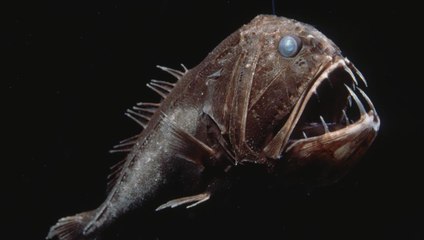 10 Sea Monsters That Actually Exist