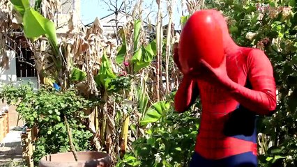 SPIDERMAN T-REX vs BATMAN HULK Morphing Battle – Superhero Digging for Dinosaur Eggs in