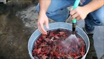 How do foreigners eat freshwater shrimp?