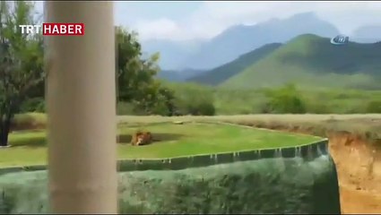 Safari turunda korku dolu anlar