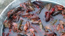 How do foreigners eat freshwater shrimp?