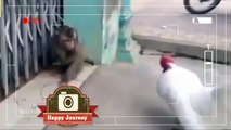 Funny monkey fighting with chicken and dumplings- whatsapp 2017