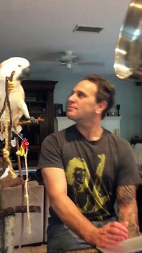 Grand moment de folie entre un perroquet et son maitre... Dingue!