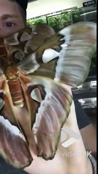 Il se fait un masque avec des papillons géants