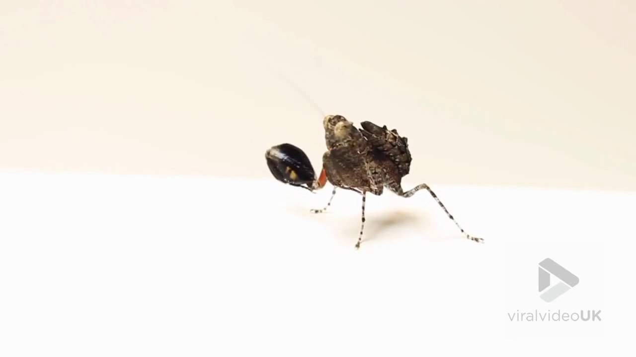 Des insectes qui dansent... Incroyable
