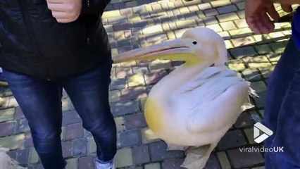 Ce pélican affamé attaque la jambe de sa soigneuse! Ahaha