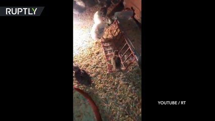 Ce poulet à 4 pattes est la mascotte du poulailler