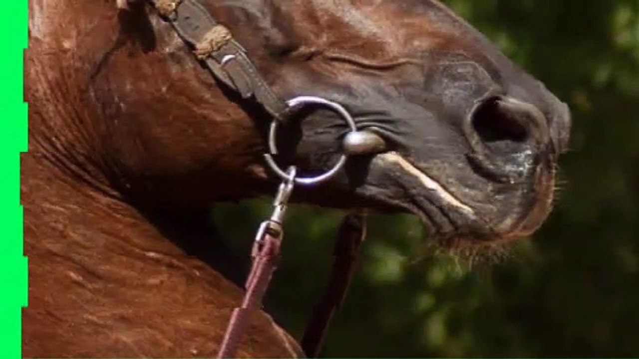 Bodytalk For Animals