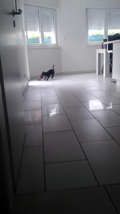 Mikado en pleine seance de jeux