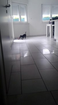 Mikado en pleine seance de jeux