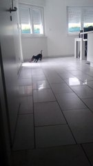 Mikado en pleine seance de jeux