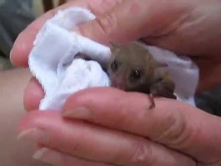 Tiny Blossom Bat Rescued After Cat Attack