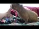 Cuddly Capybara Loves Being Scratched