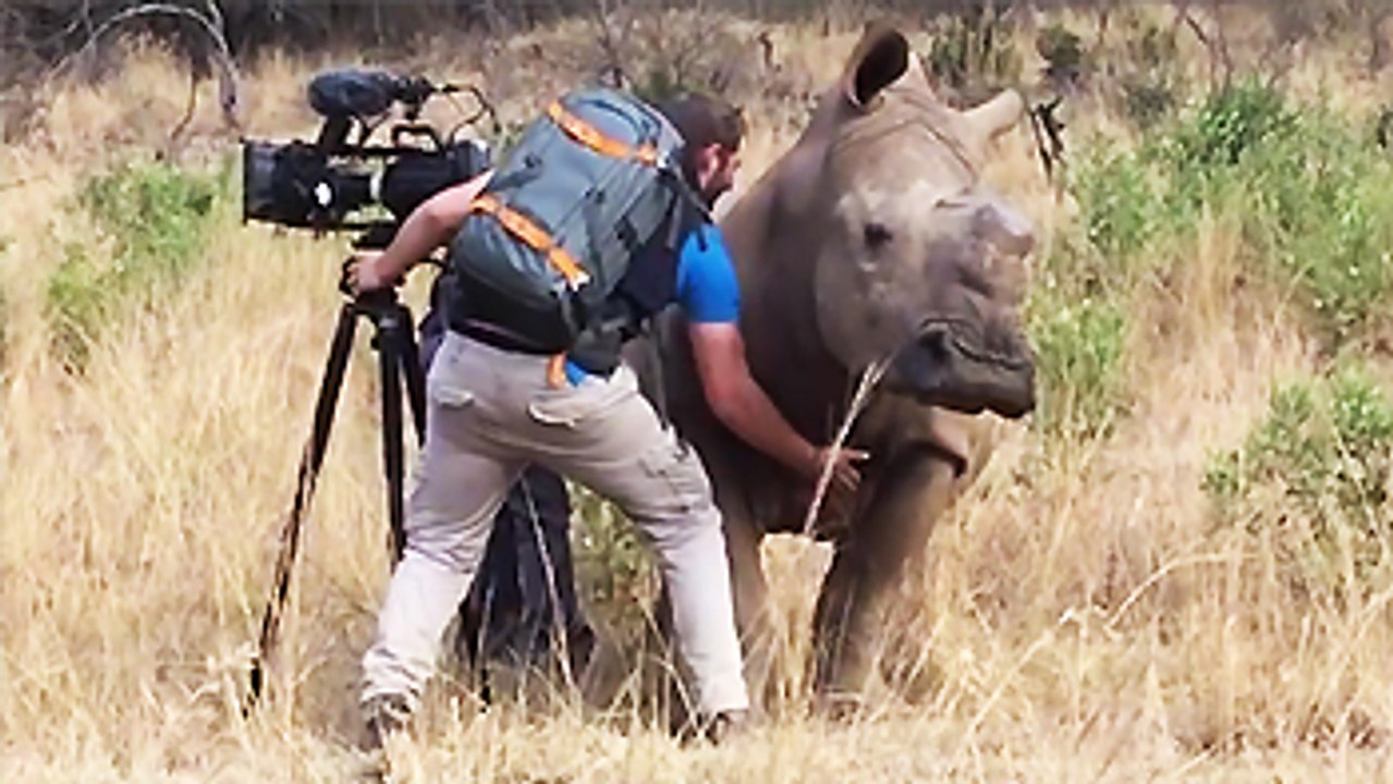 Un rhinocéros demande qu'on lui gratte le ventre