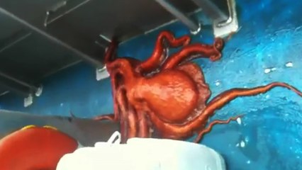 Harry Houdini s'est réincarné dans un poulpe