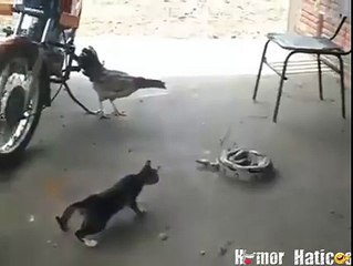 بلی کے ویڈیو جو آپ کو ہنسانے پر مجبور کر دے گی واہ