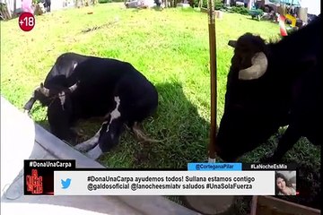 Facebook: crean cuentas a ‘la vaquita del huaico’ y ‘el cerdito del huaico’