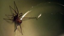Giant Spider Golden Orb Scary Spider Bite Close Up & Ants Attacking