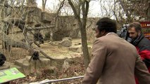Gorillas Get Valentines-Cincinnati Zoo