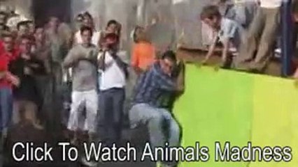 Bull Is Hitting The People Must Watch