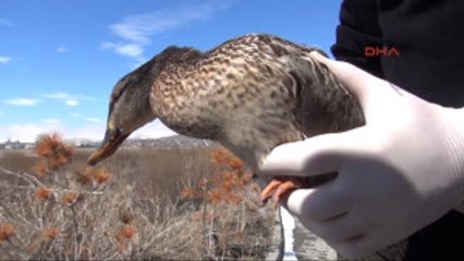 Kars Avcıların Vurduğu Ördek Tedavi Sonrası Doğaya Bırakıldı