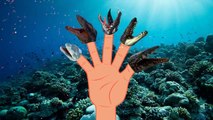 The Finger Family sea monster Dinosaur Rhymes | Sea Animals | Finger Family Songs For Chil