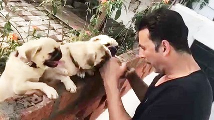 Akshay Kumar Plays Boxing with Cute Little Pugs