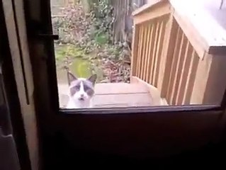 Aç kapıyı diye kızan kedi :)