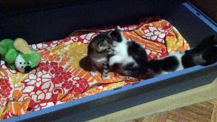 mes chatons
