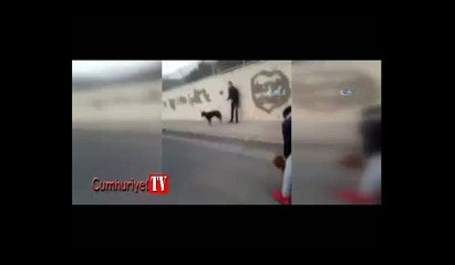 Köpek dövüştüren gençler sosyal medyayı ayağa kaldırdı