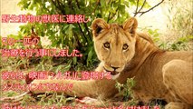 【涙腺崩壊】幼いライオンを救った男性。野生に戻ったライオンに 数年ぶりに会いに行くと、野生化したはずのライオンの見せた反応に世界が涙…。【感動の結末】