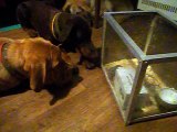 Rat and Bordeaux dog, Alaskan Malamute, Central Asian Shepherd (Alabai) and Doberman. This is a funny video.