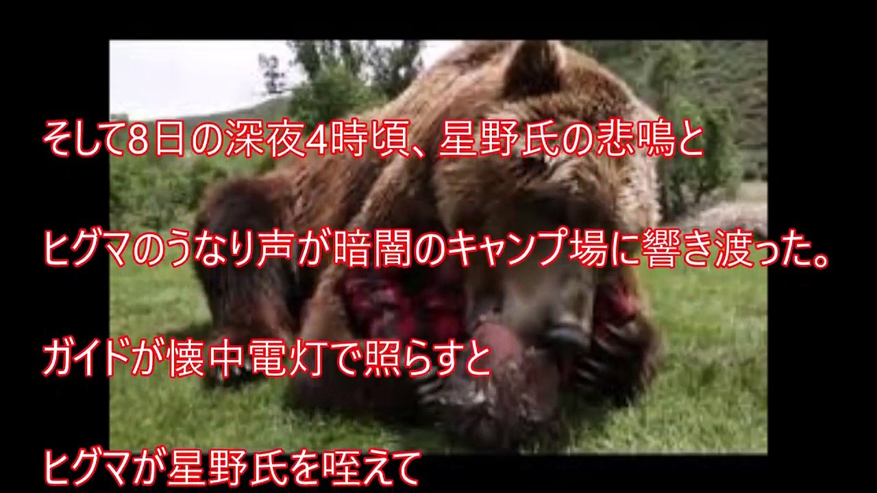 【本当にあった怖い話】巨大ヒグマに襲われた登山パーティ！衝撃の熊に食われた日記内容が怖すぎる！！その結末は・・・
